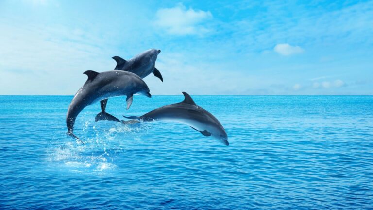 googledan-dolphingemma-artik-yunus-seslerini-cozmek-icin-de-bir-yapay-zeka-var-GHYy7qwL.jpg