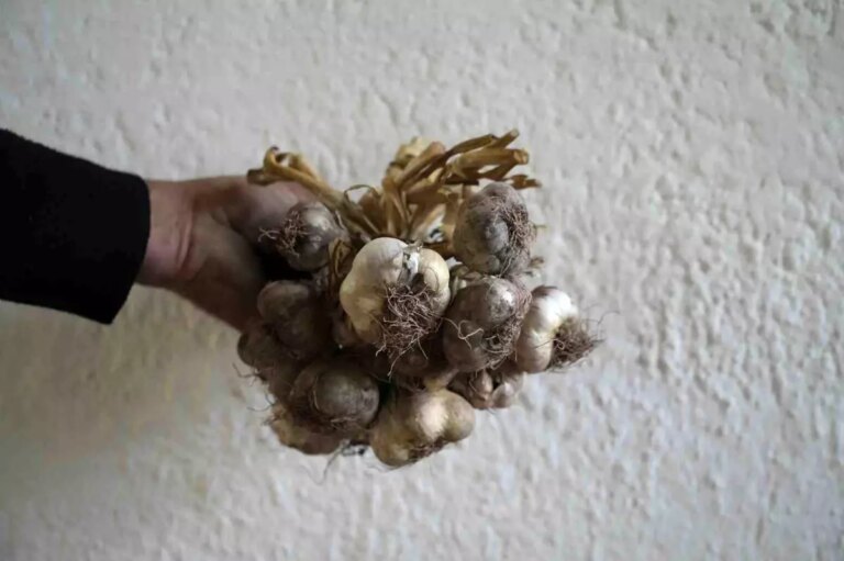 gumushanenin ata tohumu siyah sarimsak tescil icin basvuruldu 85XikYrY.jpg