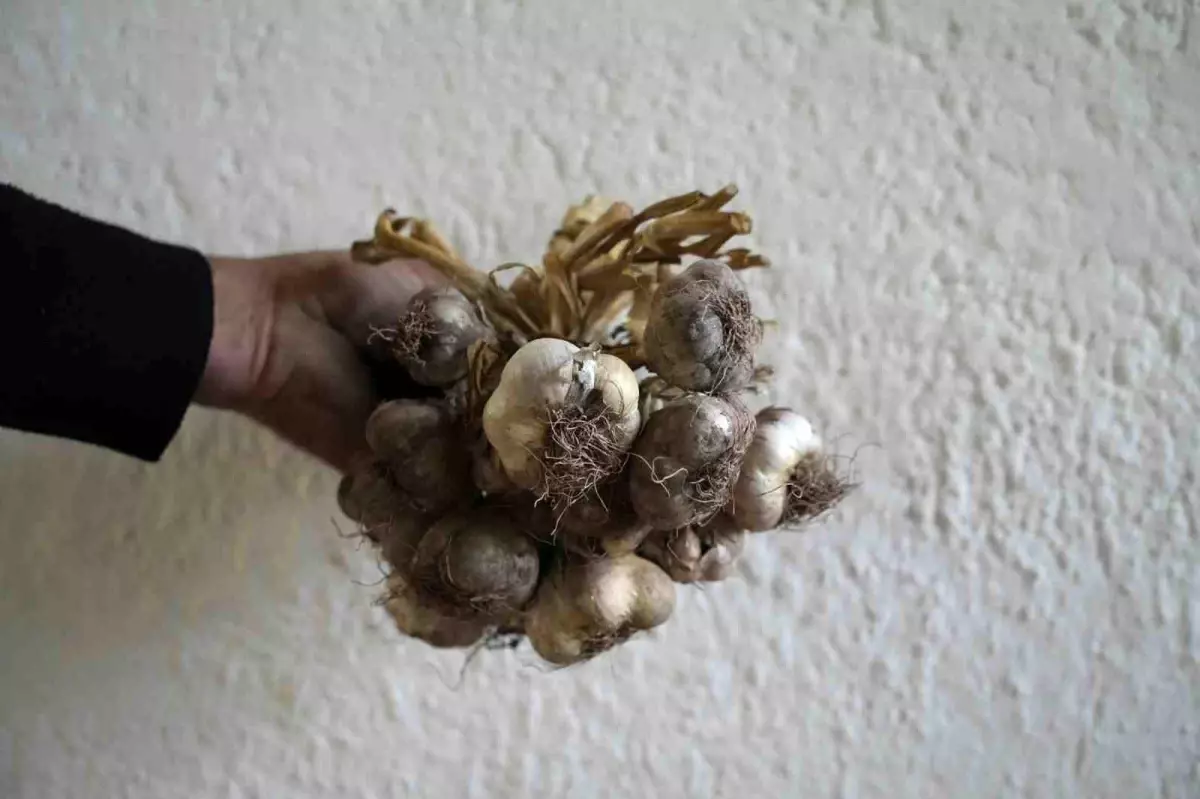 gumushanenin ata tohumu siyah sarimsak tescil icin basvuruldu 85XikYrY.jpg