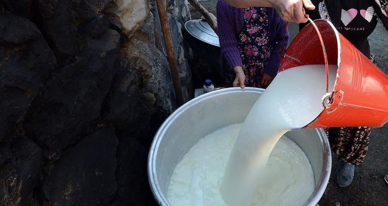 inek sutu uretimi agustosta azaldi GmR1AKdv.jpg