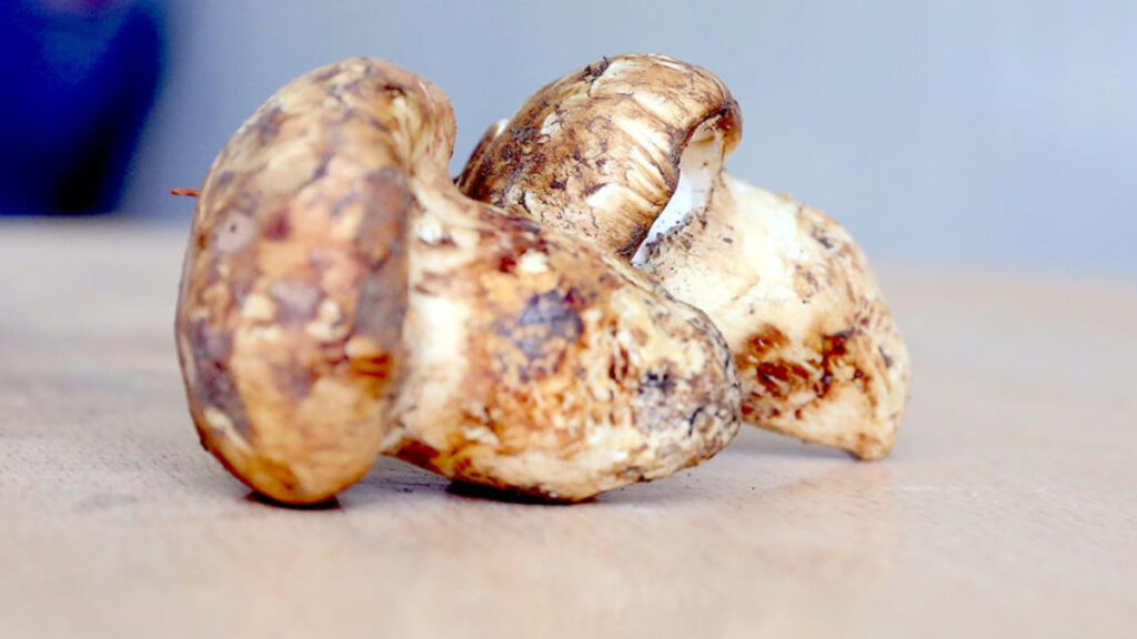 adanada sedir mantari cikti japonlar yogun ilgi gosteriyor pDwvT2C8.jpg