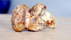 adanada sedir mantari cikti japonlar yogun ilgi gosteriyor pDwvT2C8.jpg