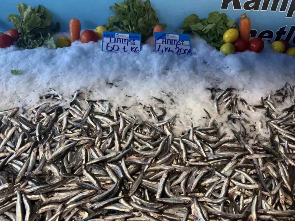 hamsi fiyatlarinda dusus devam ediyor AmbvbPjx.jpg